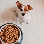 Pet Food Recalled Due To Salmonella Contamination