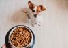 Pet food Recalled Due To Salmonella Contamination