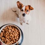Pet food Recalled Due To Salmonella Contamination