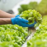 Romaine Lettuce Recalled Due to Salmonella Contamination