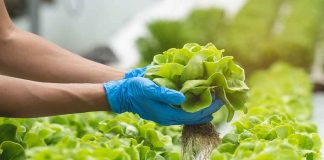 Romaine Lettuce Recalled Due to Salmonella Contamination